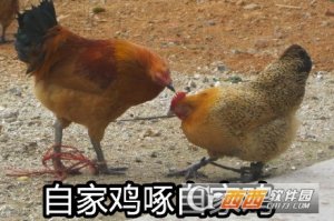 鸡年春节不挂科gif表情