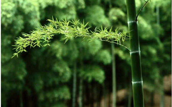 阴阳师万年竹信物图片 阴阳师万年竹信物图片推荐