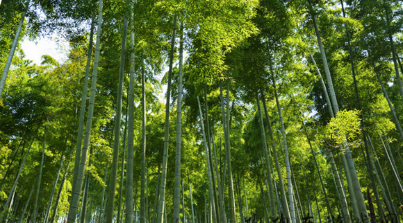 阴阳师万年竹信物图片 阴阳师万年竹信物图片推荐